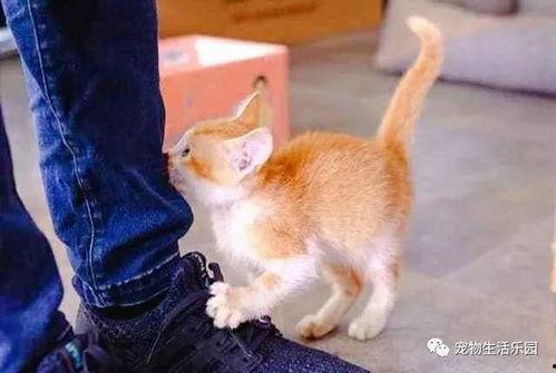 橘猫王者爆料视频大全,视频大全揭秘猫咪电竞传奇 第2张 橘猫王者爆料视频大全,视频大全揭秘猫咪电竞传奇 第2张